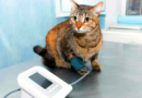 Monitor de Saúde para Gatos: Tecnologias para o bem-estar