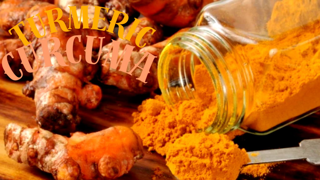 Turmeric - Curcuma