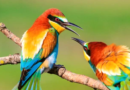 Fotografia de Aves: Um Guia Completo para Amantes do Voo