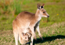 Descobrindo Animais Nativos da Austrália e Nova Zelândia