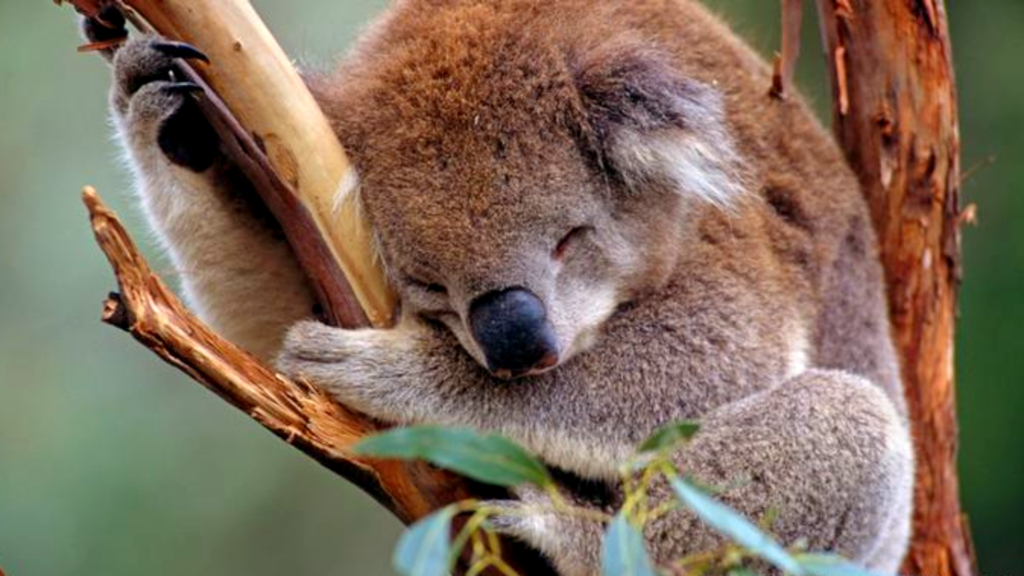 Animais da Austrália