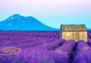 Descubra os Campos de Lavanda Escondidos da França