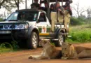 Safari em reservas de vida selvagem na África